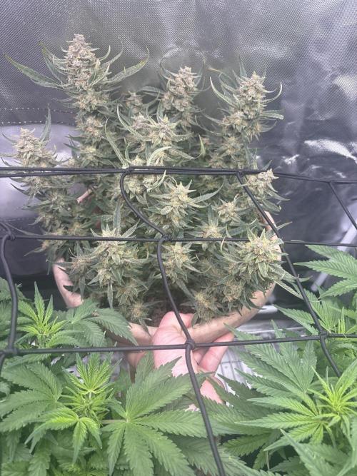 Apple stredel. Week 10