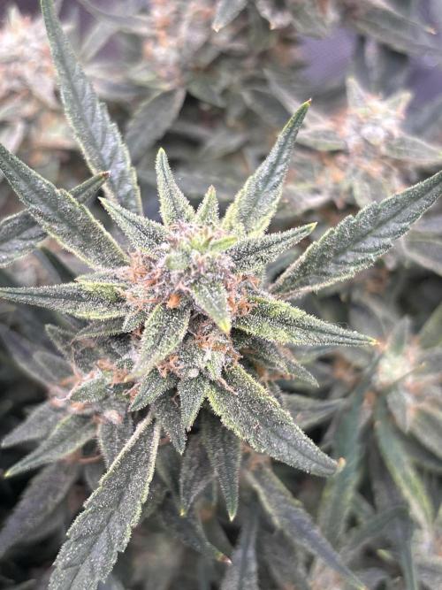 Apple stredel. Week 10