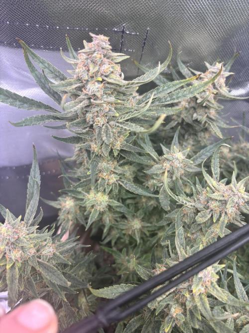 Apple stredel. Week 10