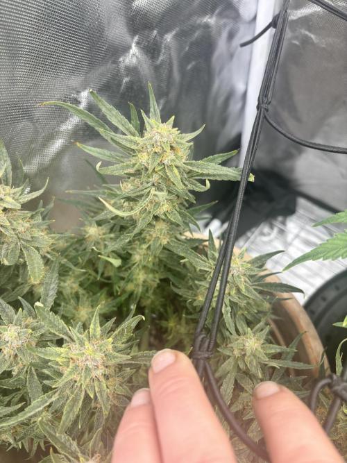 Apple stredel. Week 10