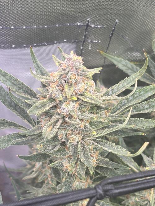 Apple stredel. Week 10