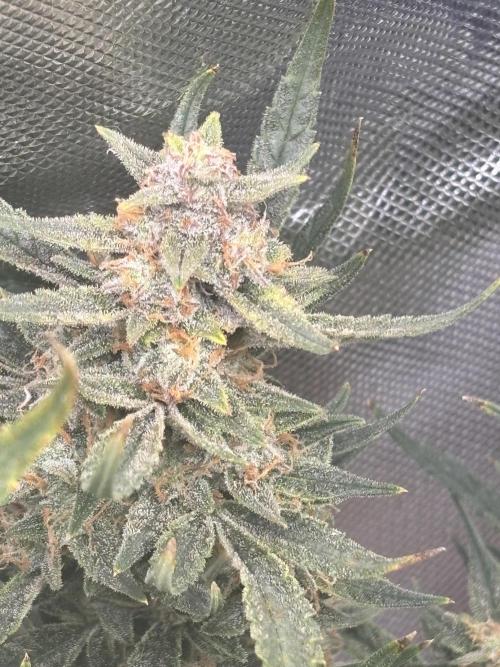 Apple stredel. Week 10