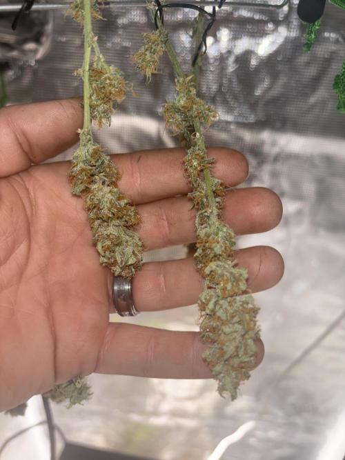 Apple stredel. Week 10