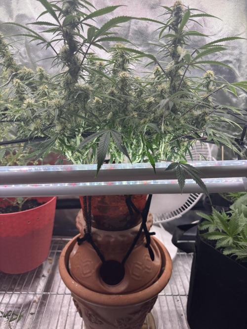 Mix pack from fast buds. Week 9