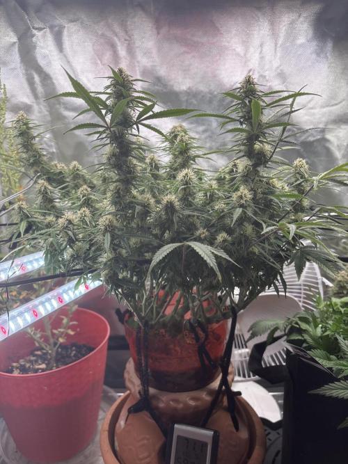 Mix pack from fast buds. Week 9