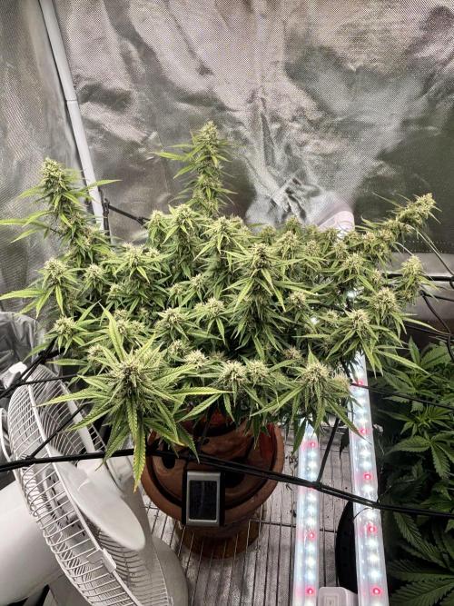 Mix pack from fast buds. Week 9