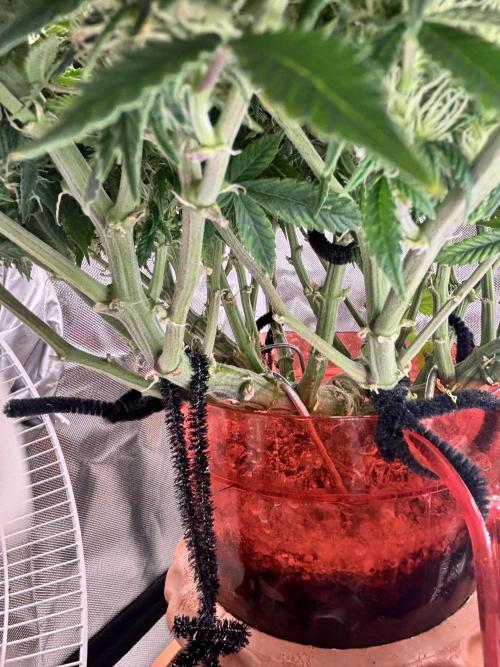 Mix pack from fast buds. Week 9