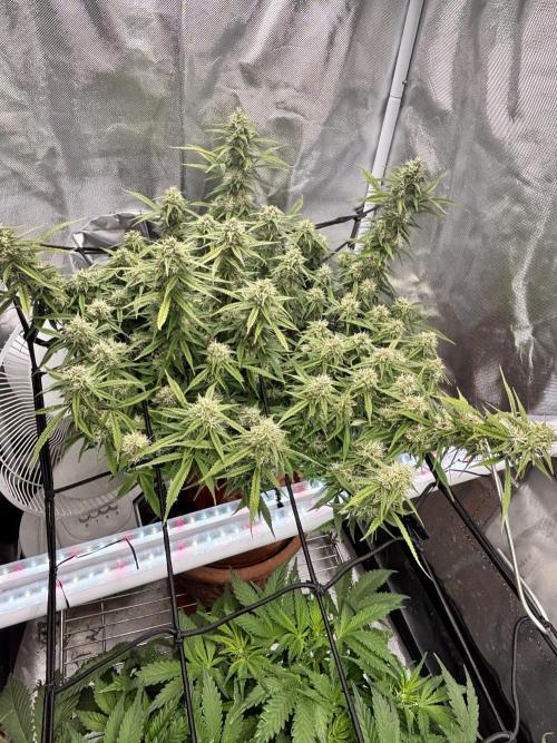 Mix pack from fast buds. Week 9