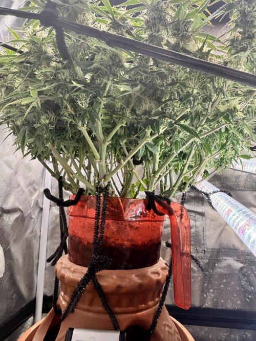 Mix pack from fast buds. Week 9