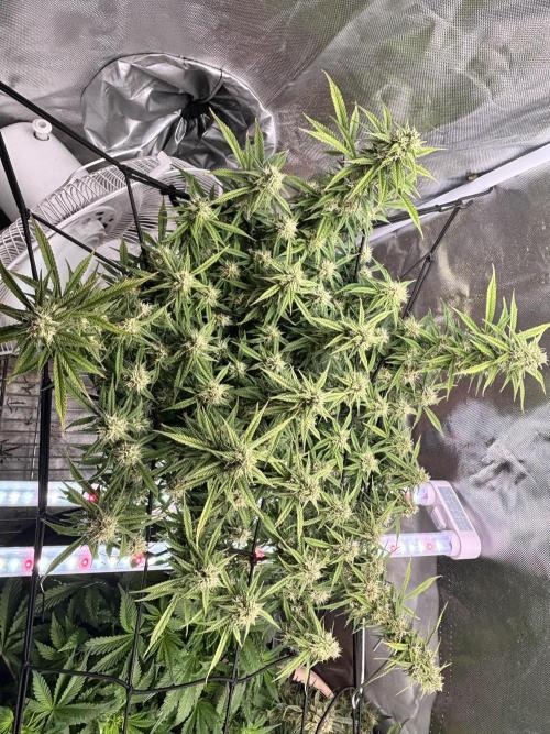 Mix pack from fast buds. Week 9