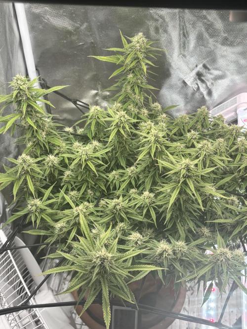 Mix pack from fast buds. Week 9