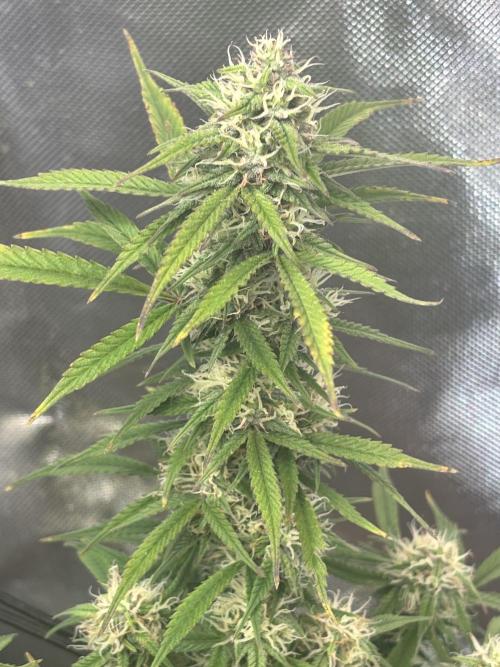 Mix pack from fast buds. Week 9