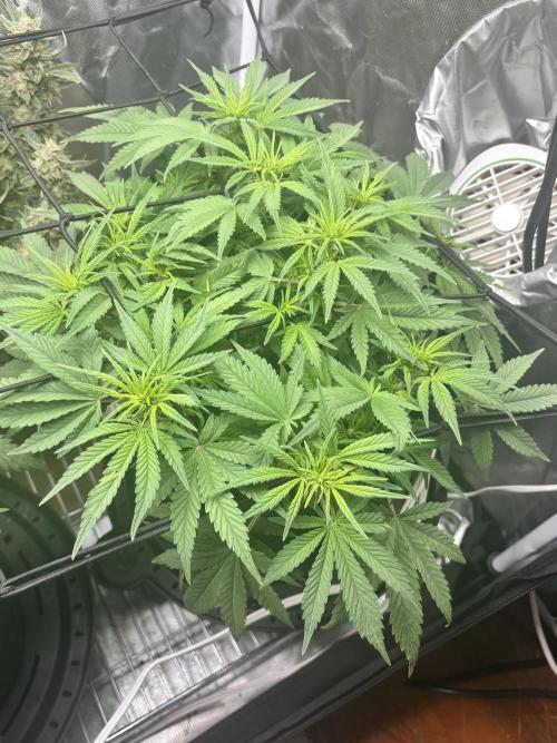 RF3 fastbuds. Week 5