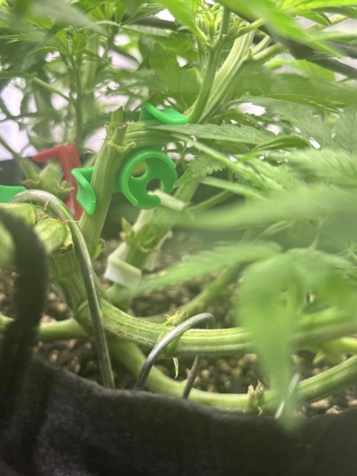 RF3 fastbuds. Week 5