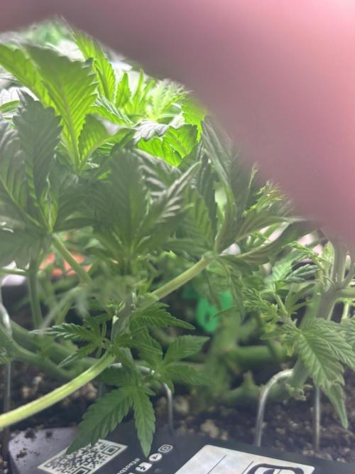 RF3 fastbuds. Week 5