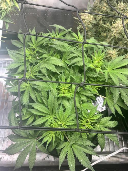 RF3 fastbuds. Week 5