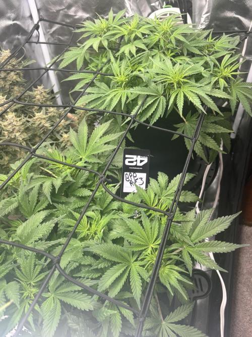 RF3 fastbuds. Week 5