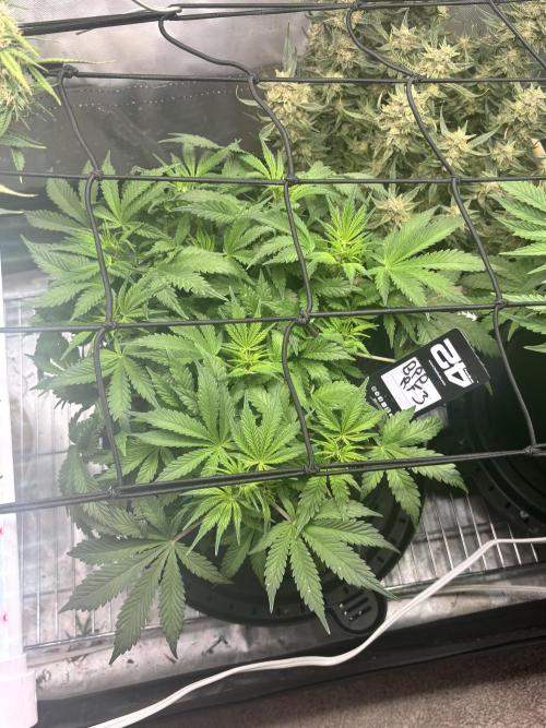 RF3 fastbuds. Week 5