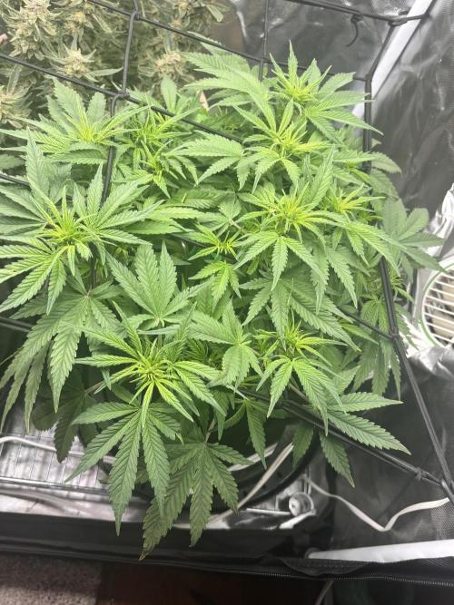 RF3 fastbuds. Week 5