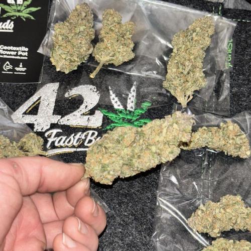 Strawberry gorilla. Week 11