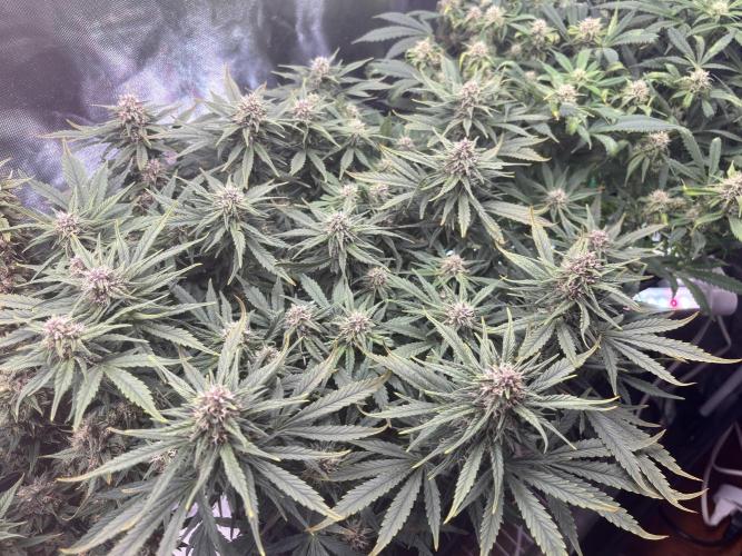 RF3 fastbuds. Week 7