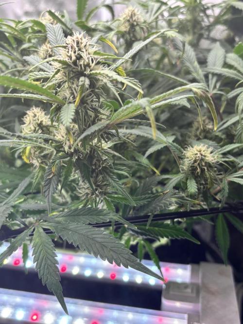 RF3 fastbuds. Week 7