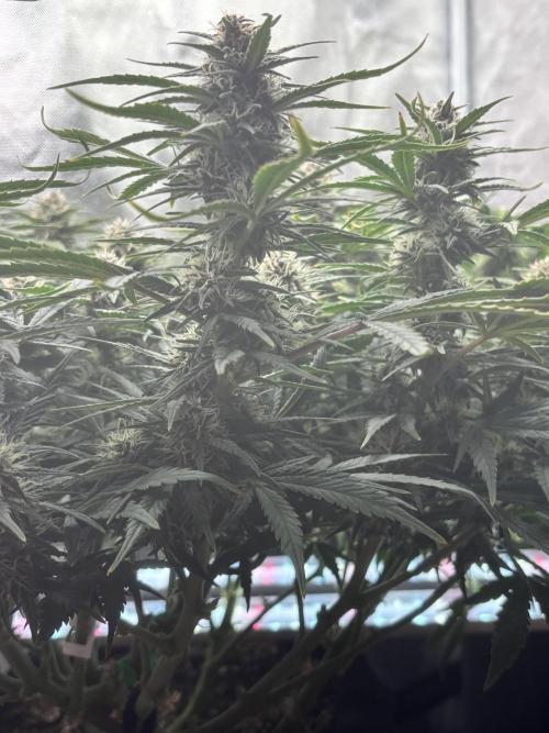 RF3 fastbuds. Week 7