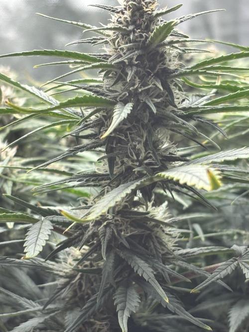 RF3 fastbuds. Week 7