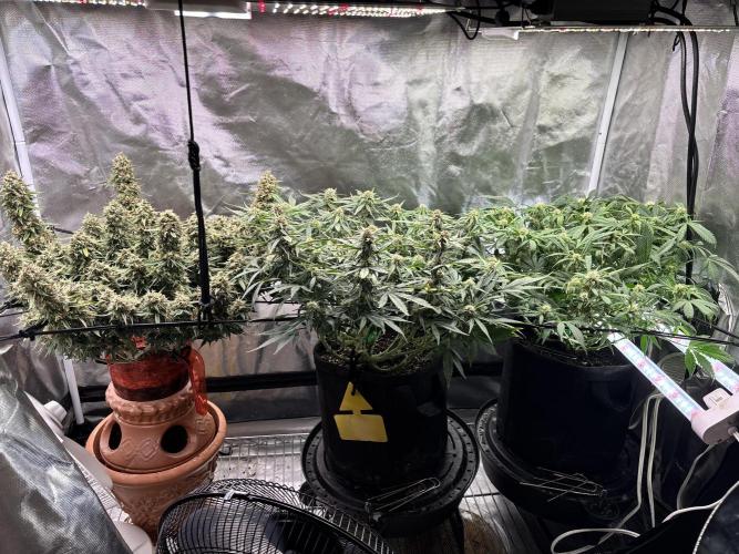 RF3 fastbuds. Week 7