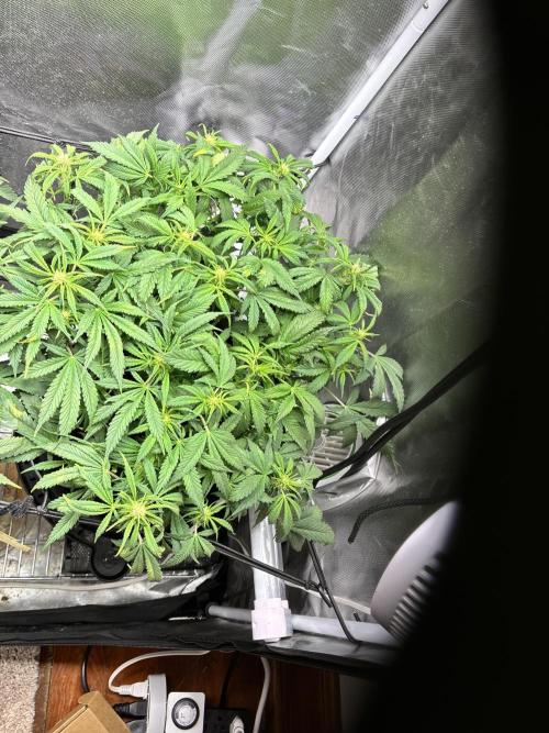 RF3 fastbuds. Week 7