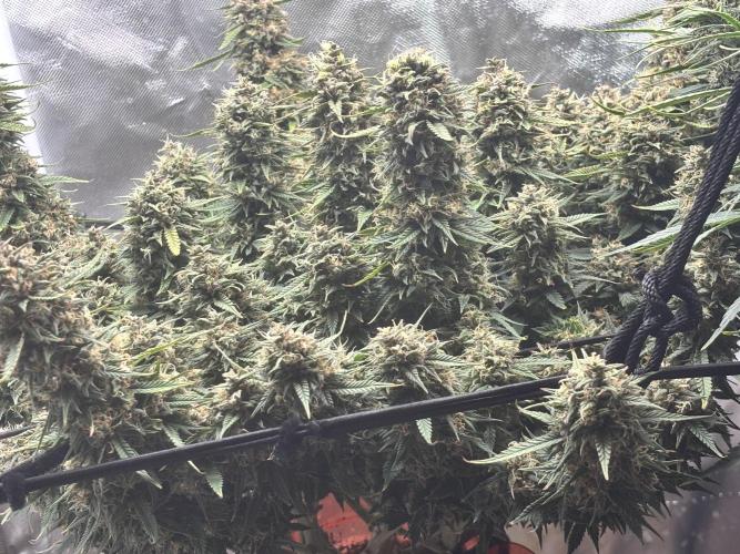 Mix pack from fast buds. Week 11