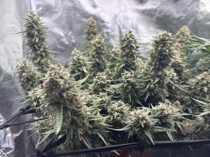 Mix pack from fast buds. Week 11