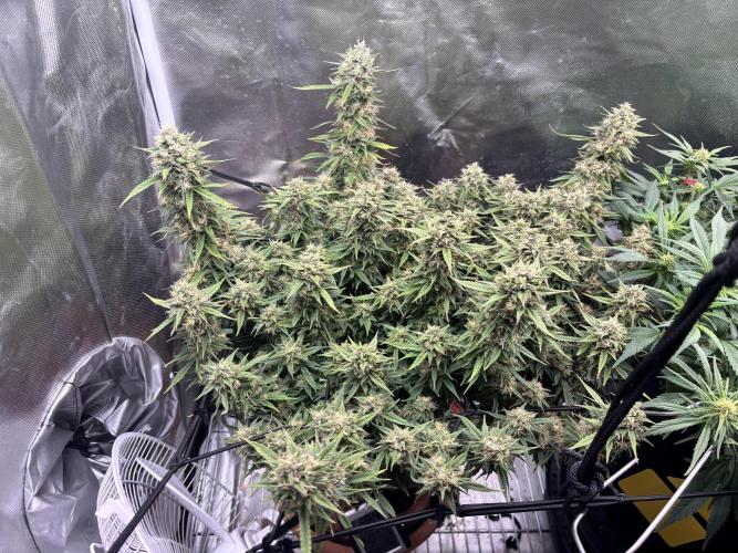 Mix pack from fast buds. Week 11