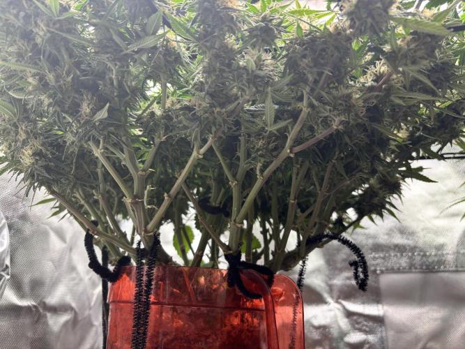 Mix pack from fast buds. Week 11