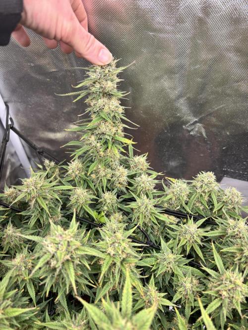 Mix pack from fast buds. Week 11