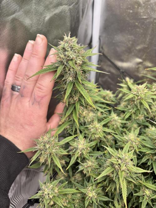 Mix pack from fast buds. Week 11