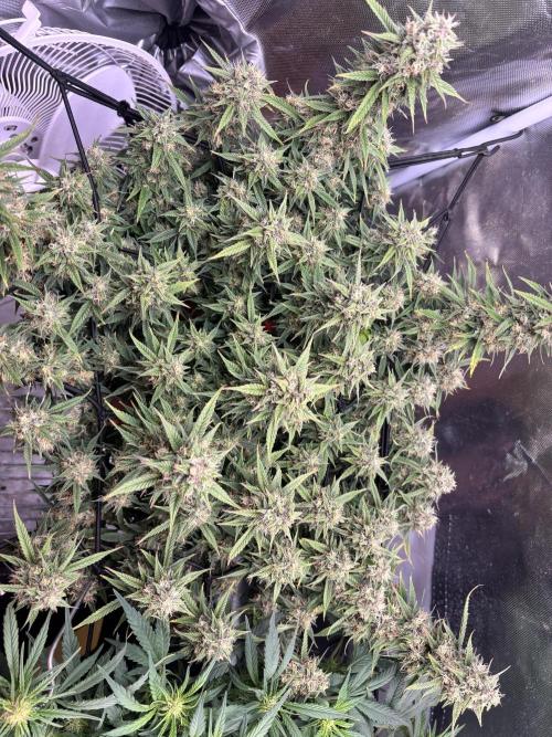 Mix pack from fast buds. Week 11