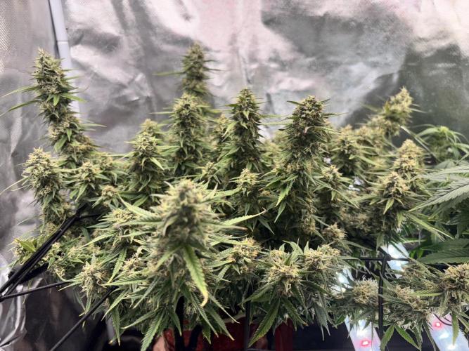 Mix pack from fast buds. Week 11