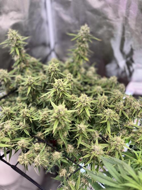 Mix pack from fast buds. Week 11