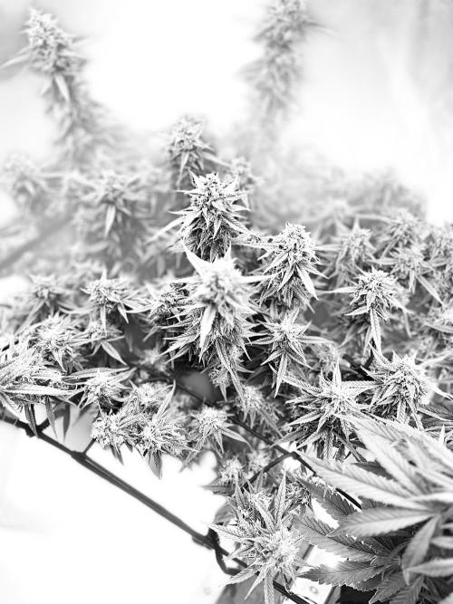 Mix pack from fast buds. Week 11