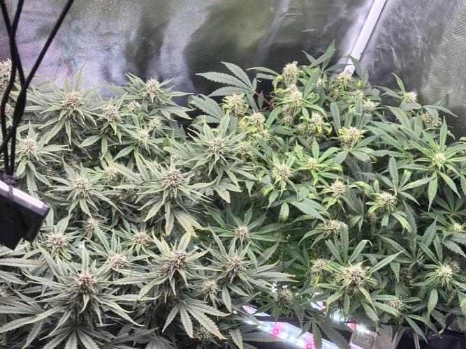 RF3 fastbuds. Week 11