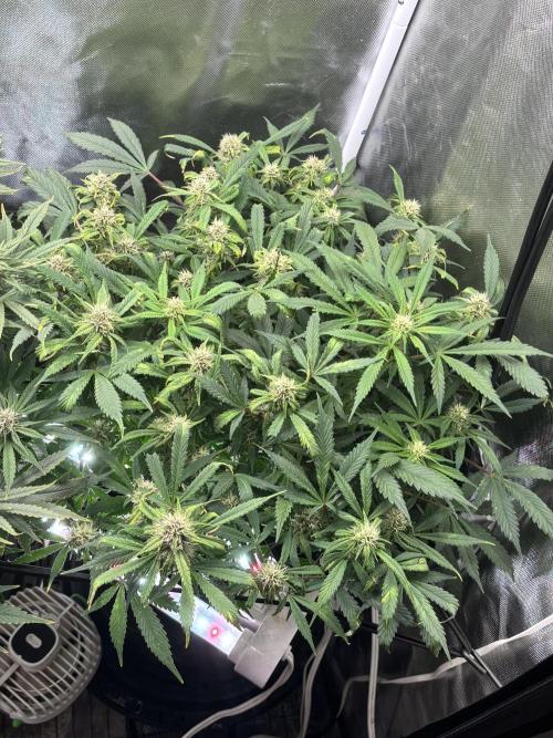 RF3 fastbuds. Week 11