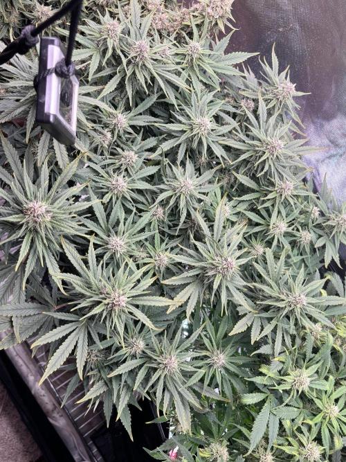 RF3 fastbuds. Week 11