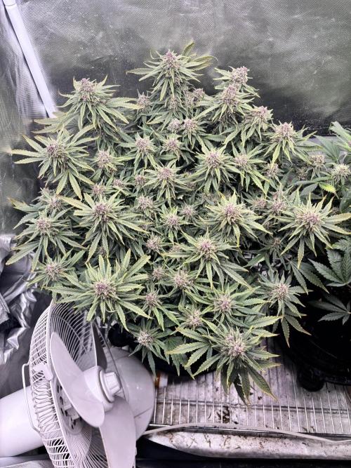 RF3 fastbuds. Week 11