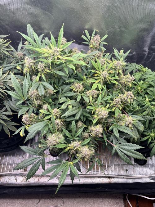 RF3 fastbuds. Week 11