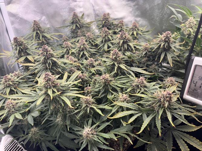 RF3 fastbuds. Week 11