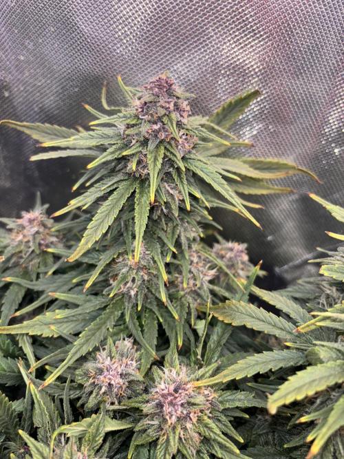 RF3 fastbuds. Week 11