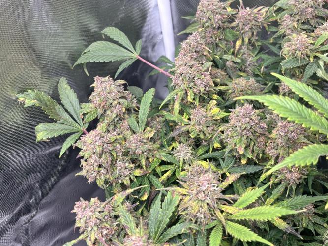 RF3 fastbuds. Week 11