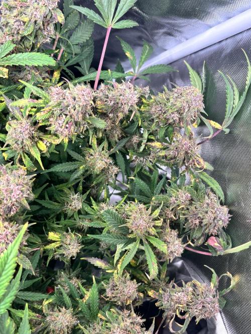 RF3 fastbuds. Week 11