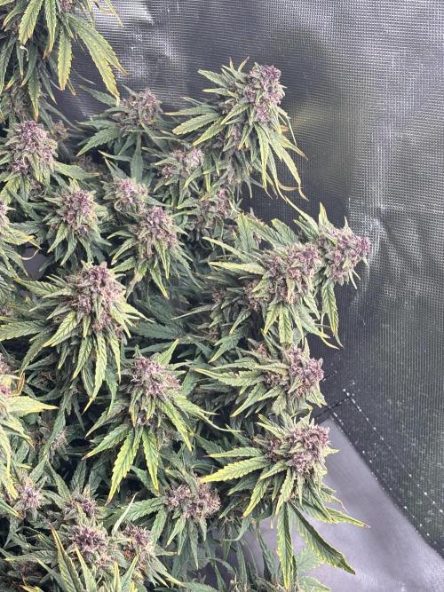 RF3 fastbuds. Week 11